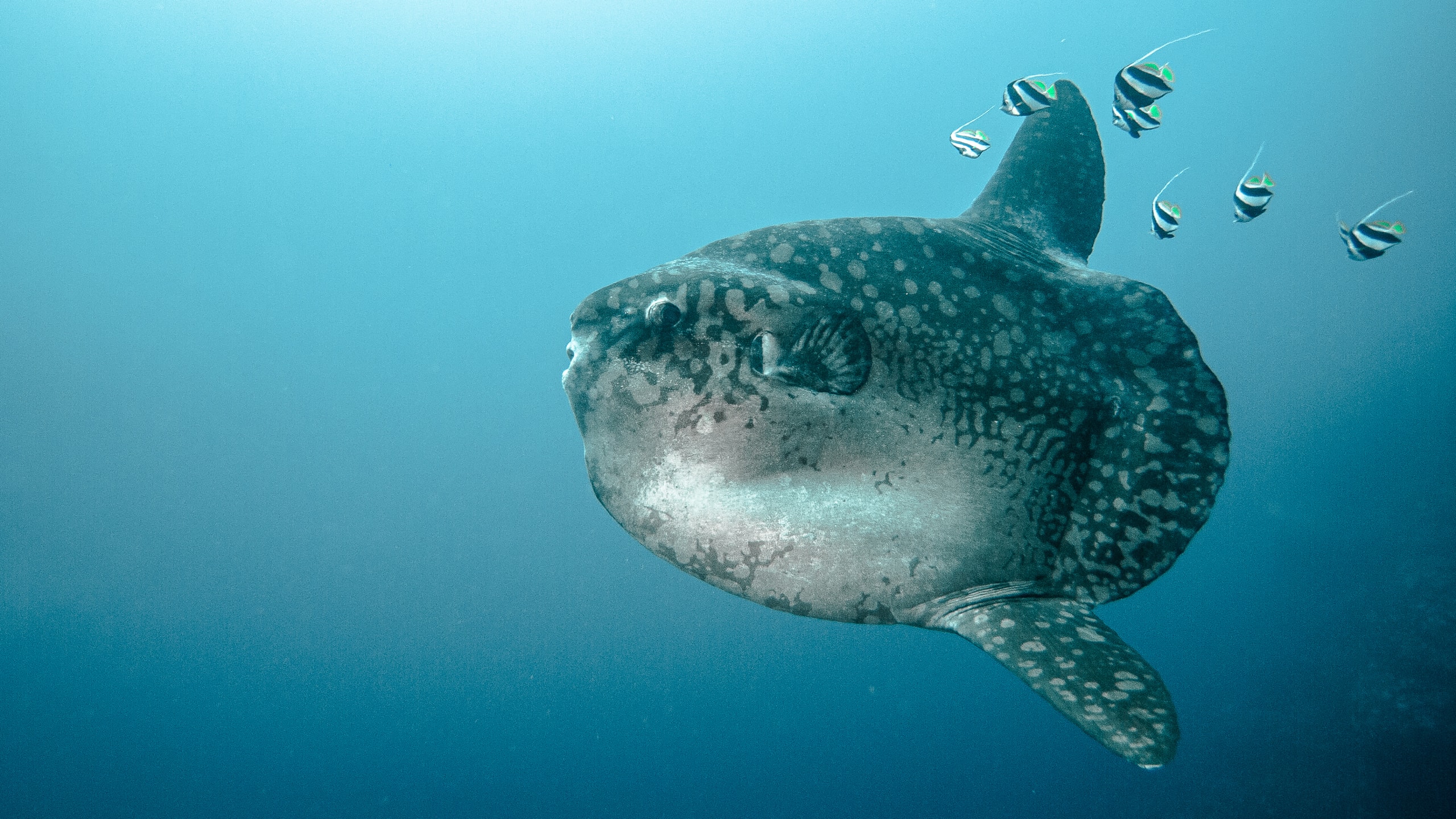 Nusa Penida Dive and Stay Package 